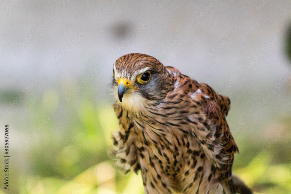 a kestrel resting in his innkeeper a kestrel resting in his innkeeper