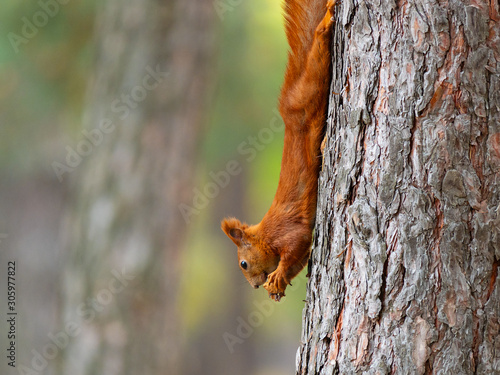 Wild red squirrel eating nut hanging on tree trunk
