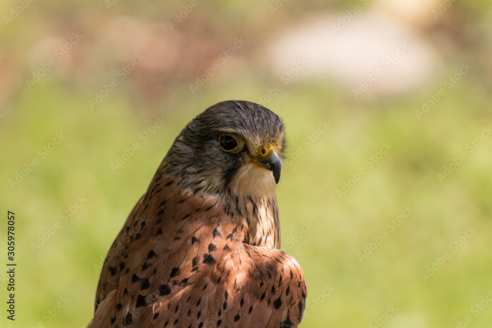 a kestrel resting in his innkeeper a kestrel resting in his innkeeper