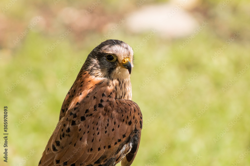 a kestrel resting in his innkeeper a kestrel resting in his innkeeper
