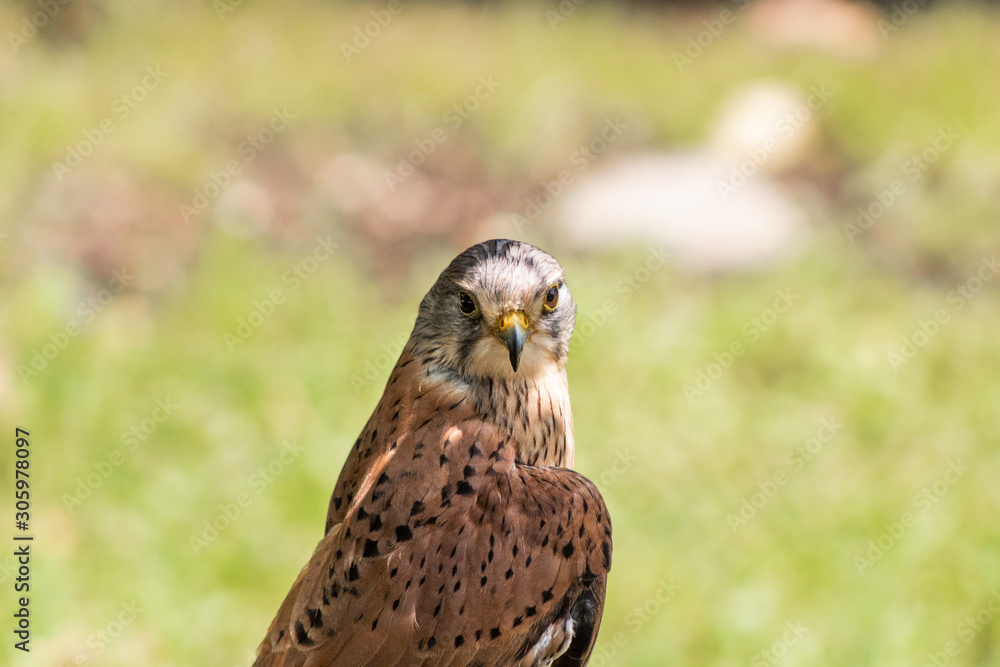 Fototapeta premium a kestrel resting in his innkeeper