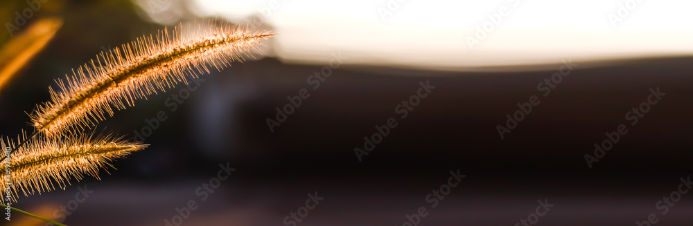 Banner size,The grass flowers in the morning as the sun rises Banner size,The grass flowers in the morning as the sun rises