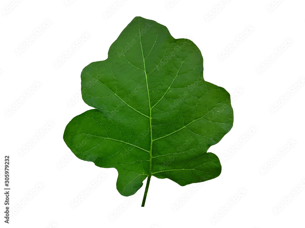Fototapeta premium eggplant leaf isolated on white background, Vegetable leaf