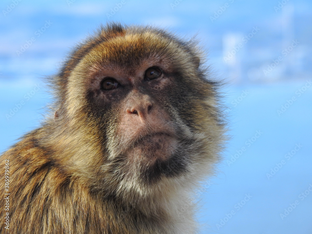 Obraz premium Wild Barbary Ape in Gibralter