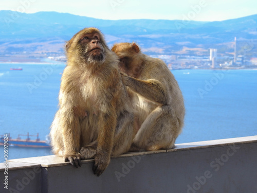 Barbary Monkey Being Groomed © Lisa