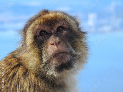 Wild Barbary Ape in Gibralter