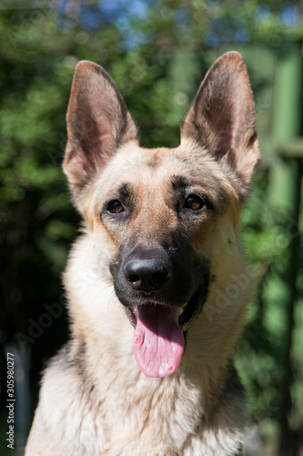 portrait dog East European shepherd breed on a background of greenery