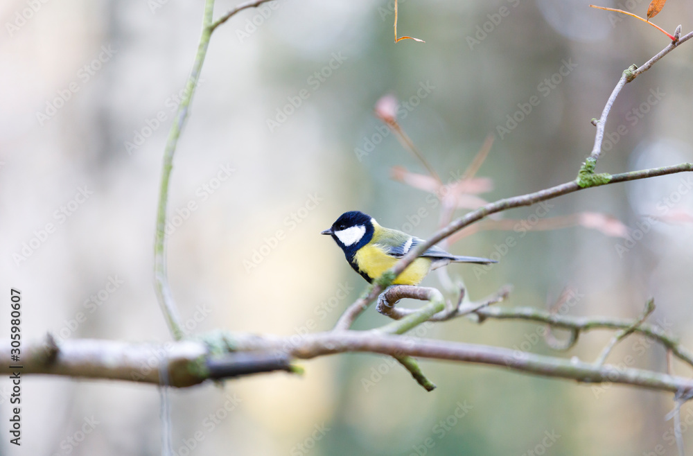 Naklejka premium Titmouse on a tree branch in forest