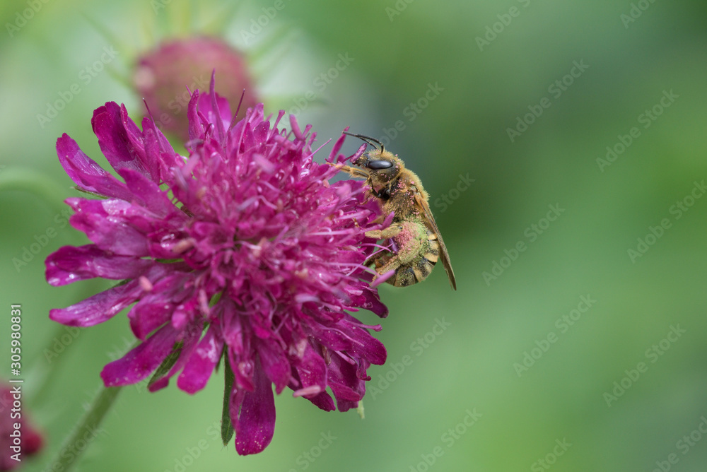 Gelbbindige Furchenbiene (Halictus scabiosae) Gelbbindige Furchenbiene (Halictus scabiosae)