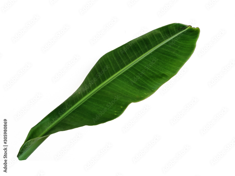 Obraz premium Banana leaf isolated on a white background, natural green leaves