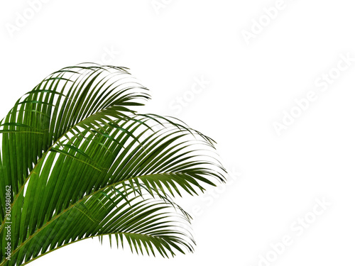 Areca Palm leaf isolated on white background  palm leaves  green leaf and tropical leaves 