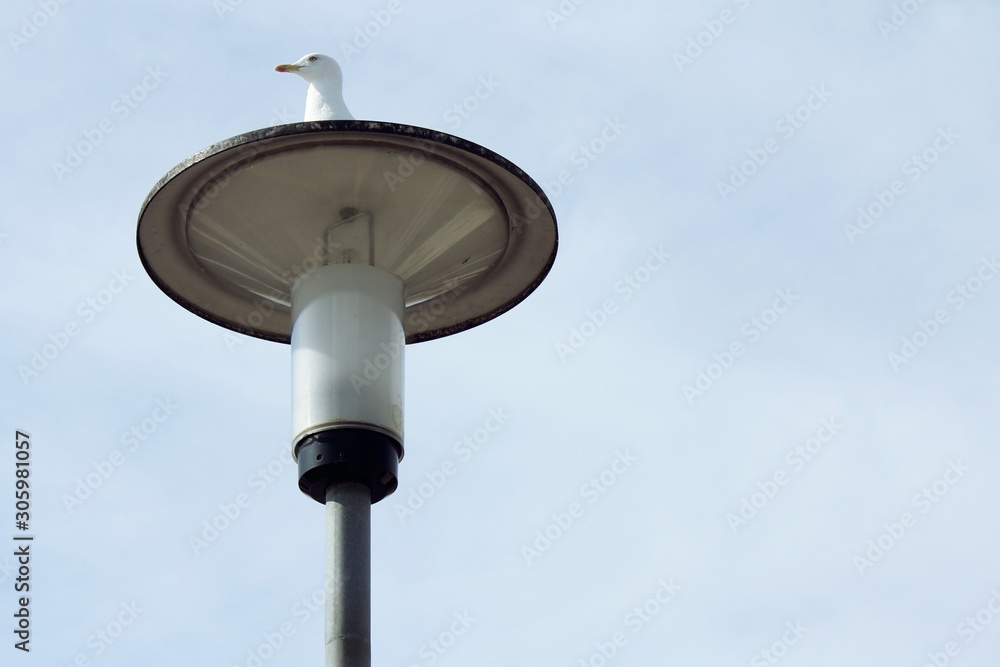 Street lamp and a seagull