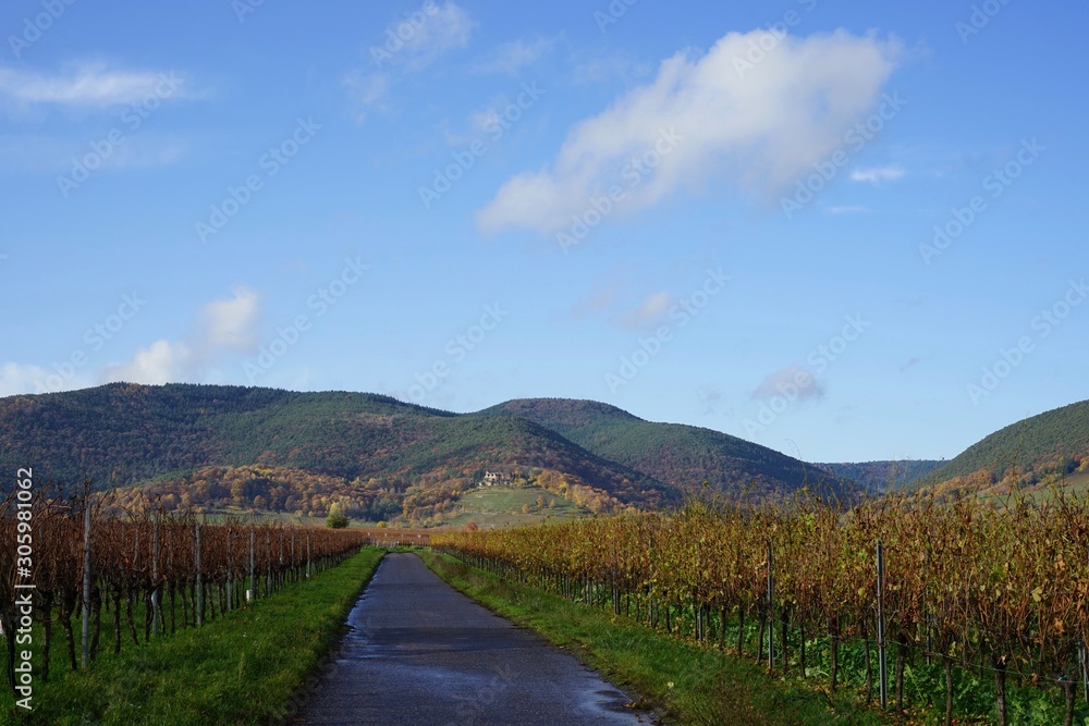 Fototapeta premium Wanderweg in den Weinbergen der Deutschen Weinstrasse mit Blick auf den Pfälzerwald
