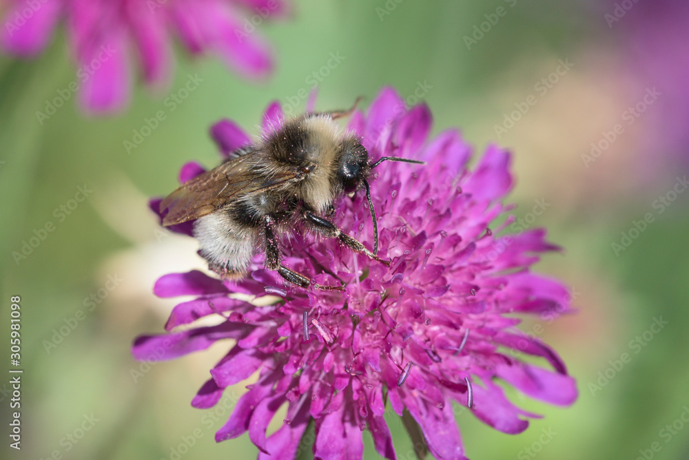 Anthophora furcata | Waldpelzbiene Anthophora furcata | Waldpelzbiene