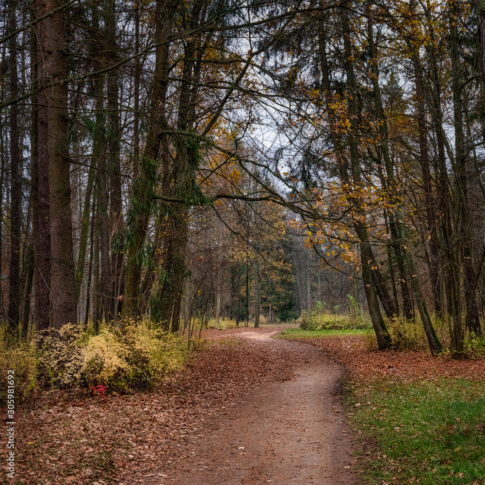 Fototapeta premium Waldweg im Herbstwald