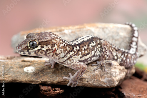 Paroedura picta