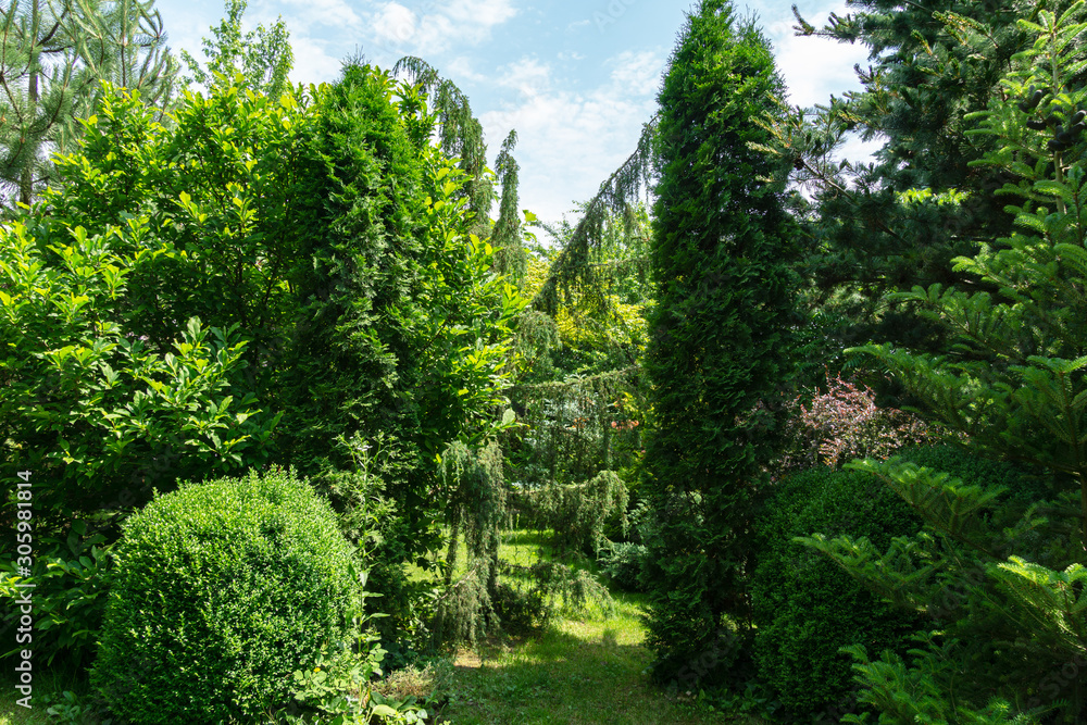 Fototapeta premium Beautiful landscaped garden with evergreens. Boxwood Buxus sempervirens trees, thuja occidentalis Columna, juniper Juniperus communis Horstmann in center. Summer fresh wallpaper and nature background