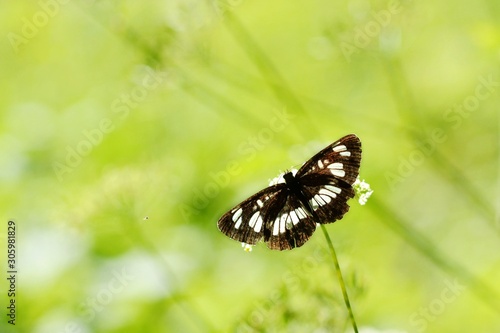 Sunbathing Hungarian Glider showing its upperside with wings spread. photo