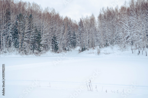 Snowy winter forest and the sky, the sun. Winter forest trees in white snow. Frosty sunny day. New year Christmas in Siberia. Walk through the beautiful winter forest.