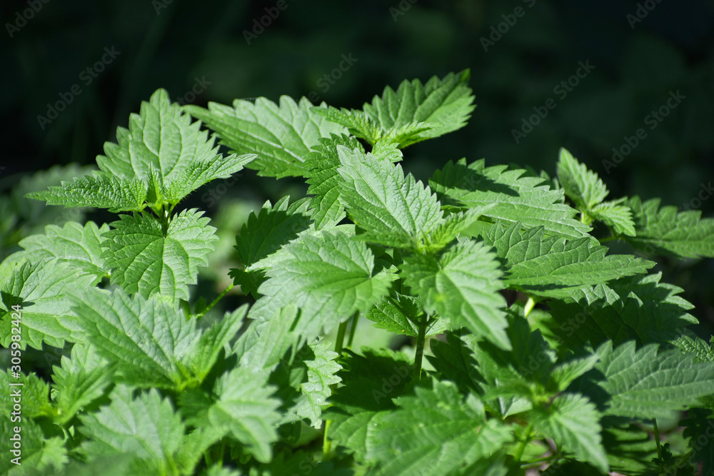 Nettle sprigs in the green-dark background Nettle sprigs in the green-dark background