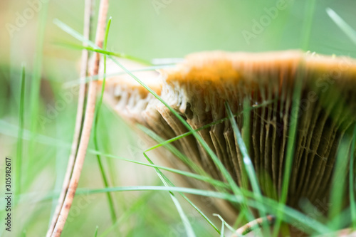 Closeup of mushroom photo