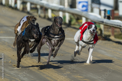 Foto Greyhound Racing