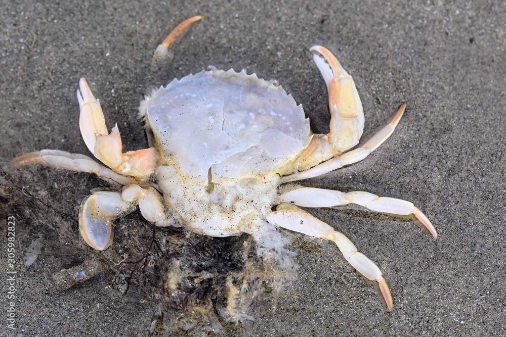 le crabe solitaire le crabe solitaire