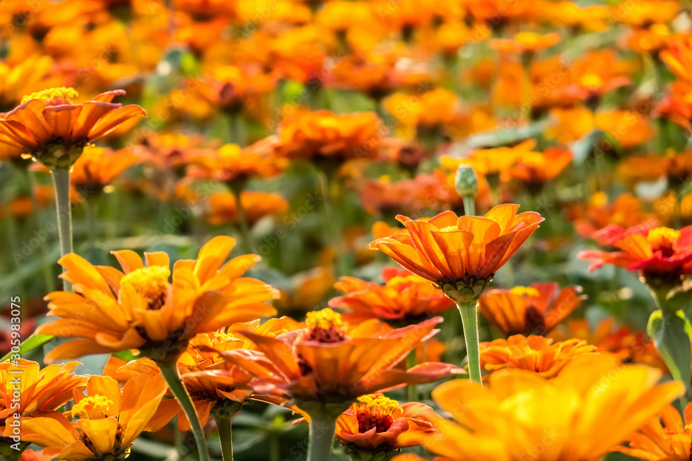 colorful cosmos flowers farm colorful cosmos flowers farm