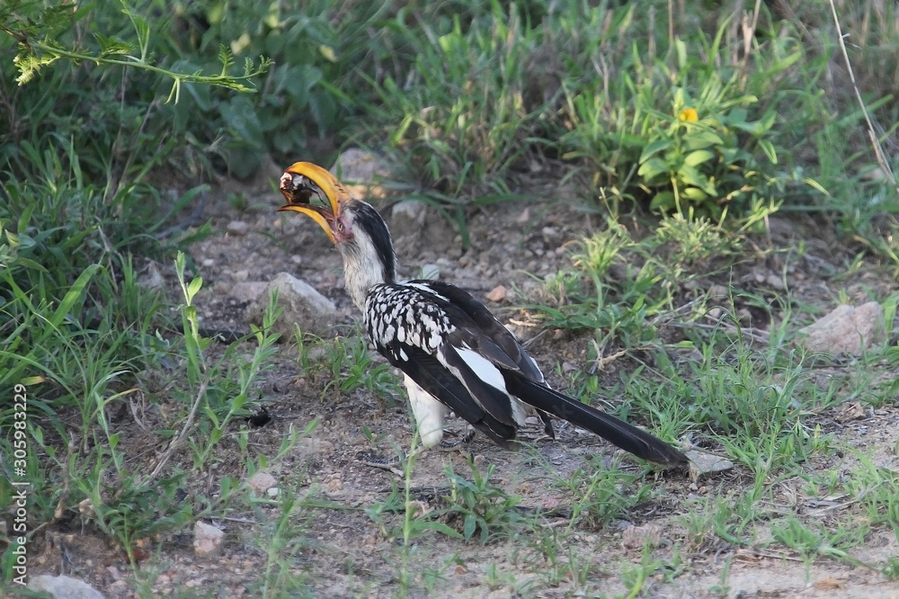 Hornbill. Bird with the beetle. Kruger National Park. Hornbill. Bird with the beetle. Kruger National Park.