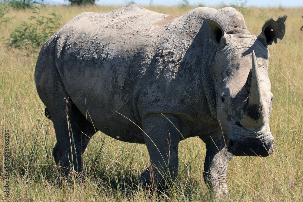 Naklejka premium Rhino, rhinoceros, Kruger national Park.