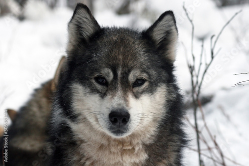 Portrait of a Siberian hunting dog - husky © okyela
