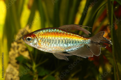 Photography Congo tetra aquarium fish Phenacogrammus interruptus