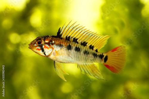 Dwarf cichlid aquarium fish Apistogramma macmasteri 