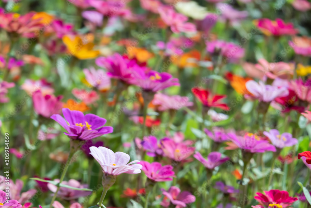Obraz premium colorful cosmos flowers farm