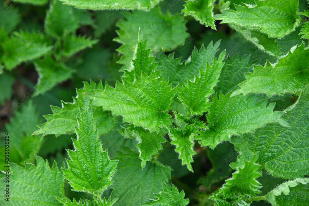 Close up fresh green nettle leaves in garden Close up fresh green nettle leaves in garden