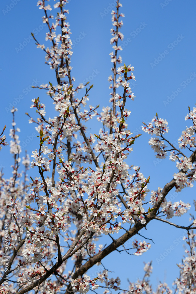 Close up white cherry blossom over clear blue sky Close up white cherry blossom over clear blue sky