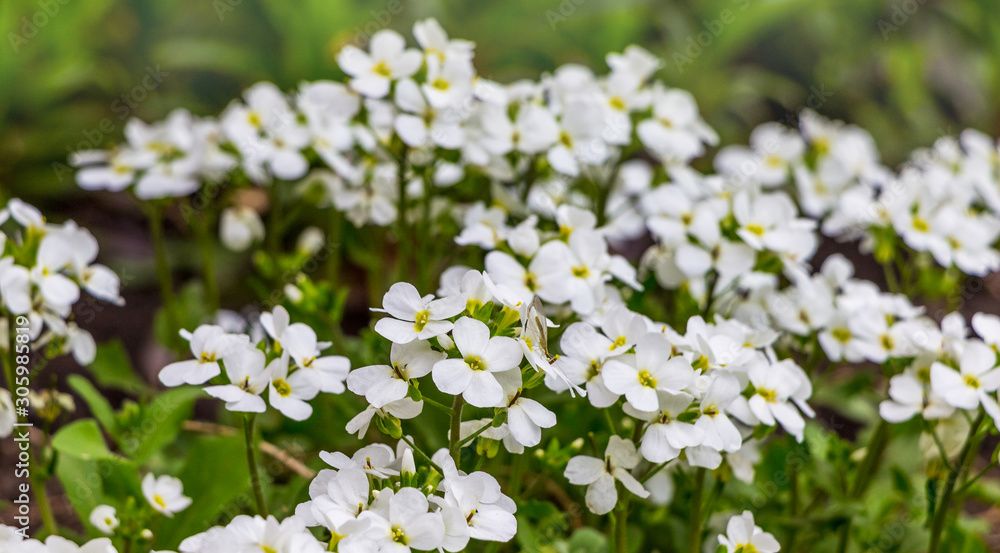 Background of white flowers aubrieta between greenery. White flowers aubrieta_ Background of white flowers aubrieta between greenery. White flowers aubrieta_