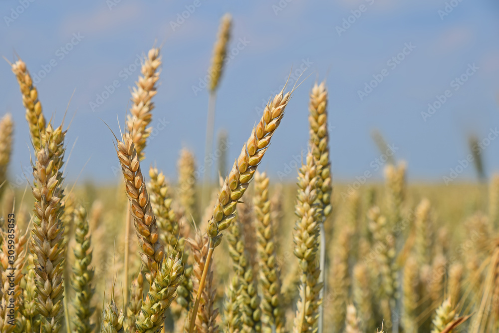 Close up field of wheat under clear blue sky