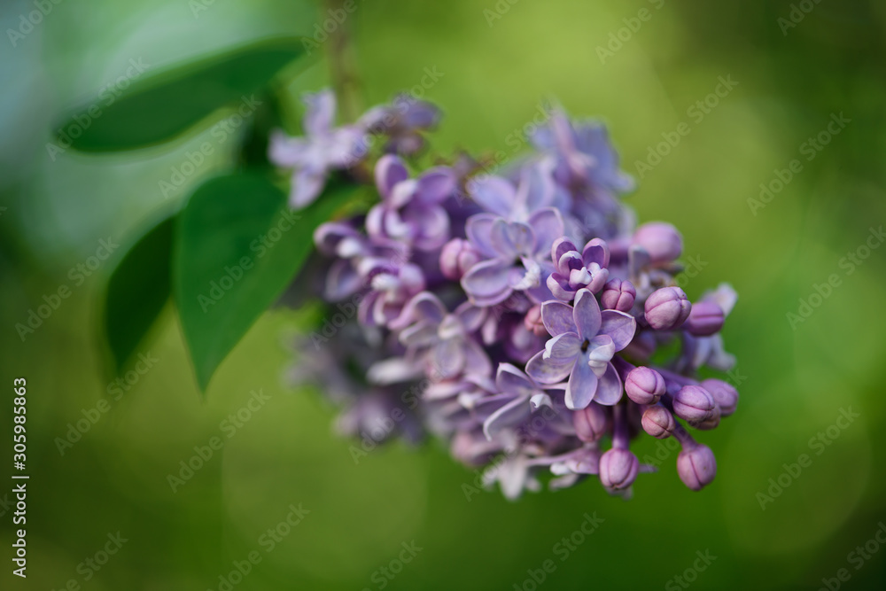blooming purple lilac on a green blurred background blooming purple lilac on a green blurred background