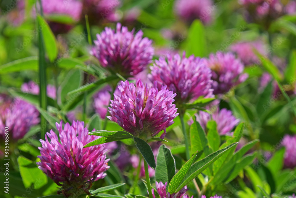 Close up purple clover flowers in green grass Close up purple clover flowers in green grass
