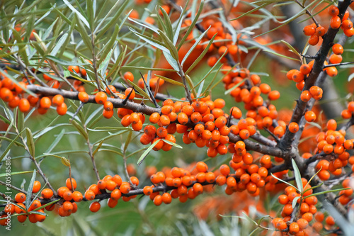 Close up branch of ripe orange autumn Hippophae