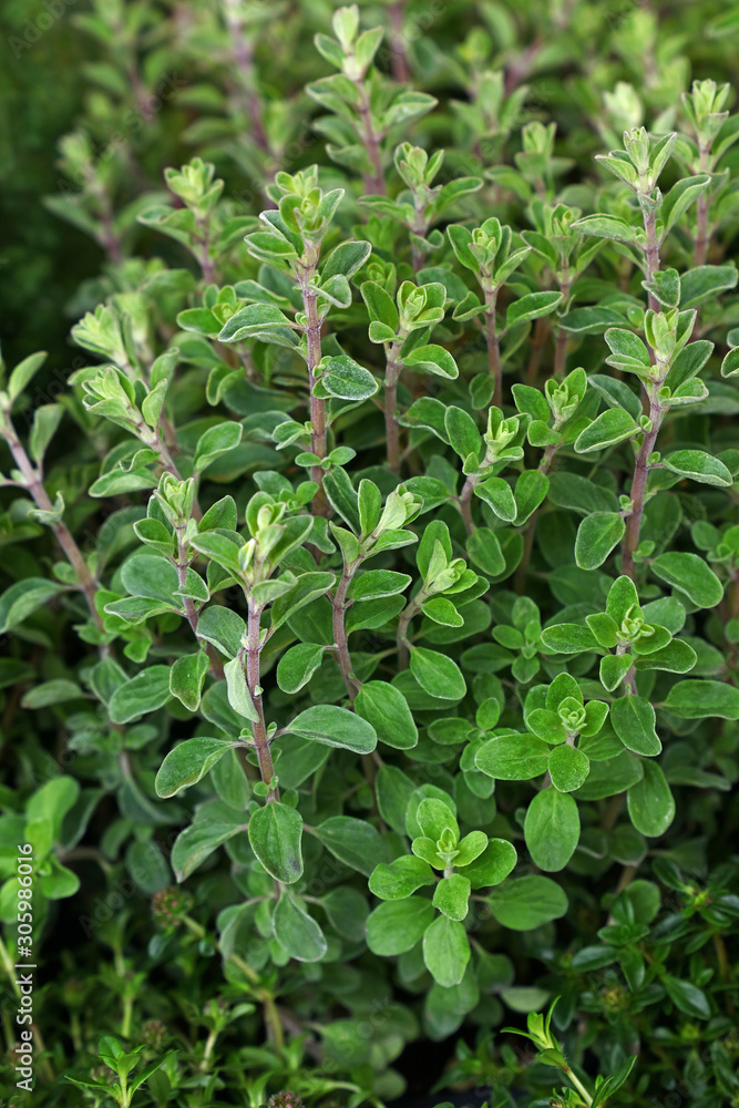 Green fresh sweet marjoram spicy herb sprouts Green fresh sweet marjoram spicy herb sprouts