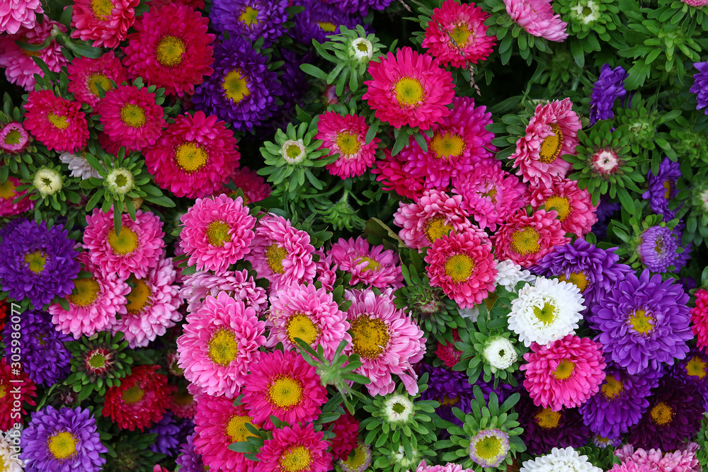Close up background of colorful marguerite flowers Close up background of colorful marguerite flowers