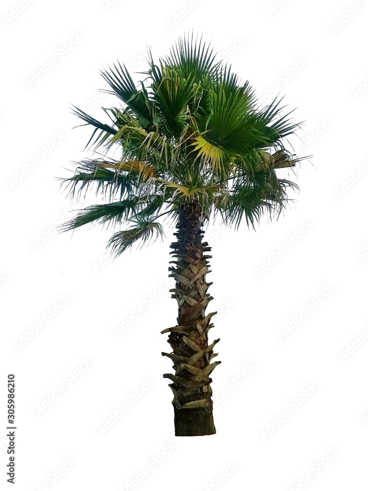 Fan Palm Tree isolated on white background. Mexican Fan Palm, Hardy Fan Palm Fan Palm Tree isolated on white background. Mexican Fan Palm, Hardy Fan Palm