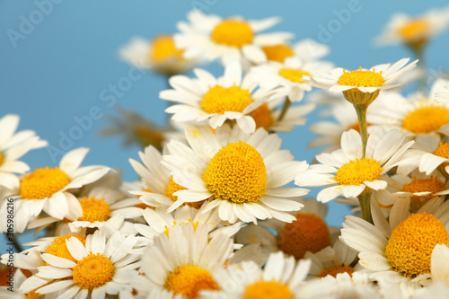 Photography Close up bouquet of chamomile flowers over blue