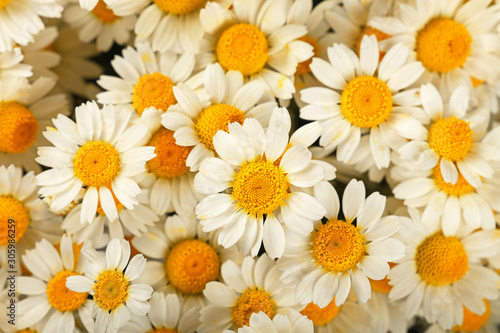Close up background of chamomile flowers