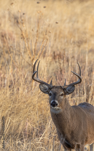 Whitetail Buck in Colorado During the Fall Rut