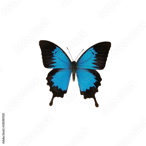 Blue butterfly isolated on white background. Papilio ulysses, the Ulysses butterfly is a large swallowtail butterfly of Australia, Indonesia, Papua New Guinea and the Solomon Islands