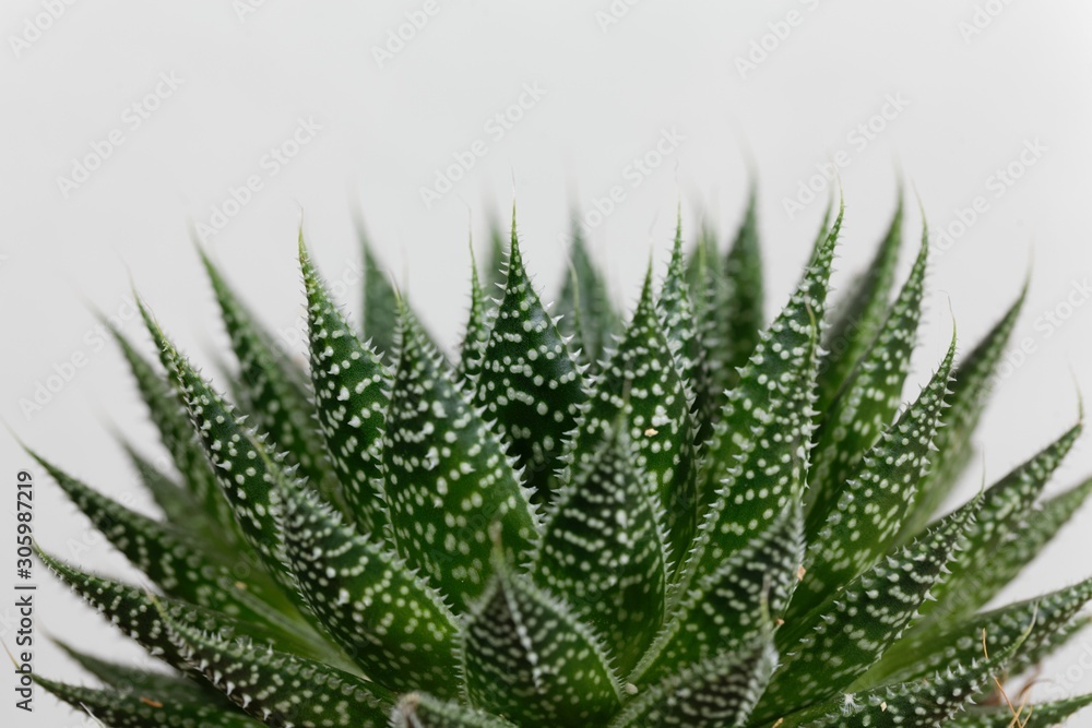 Leaves of a lace aloe, Aloe aristata