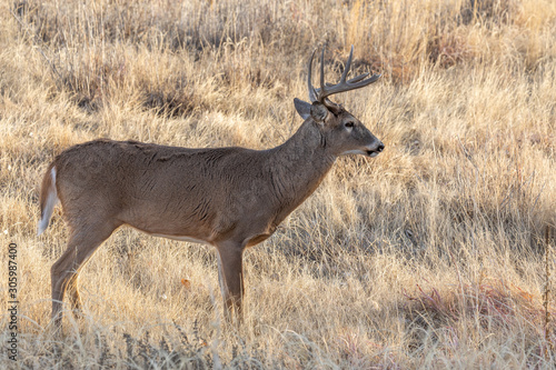 Canvas Print Whitetail Buck in Colorado During the Fall Rut